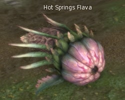 Hot Springs Flava l2